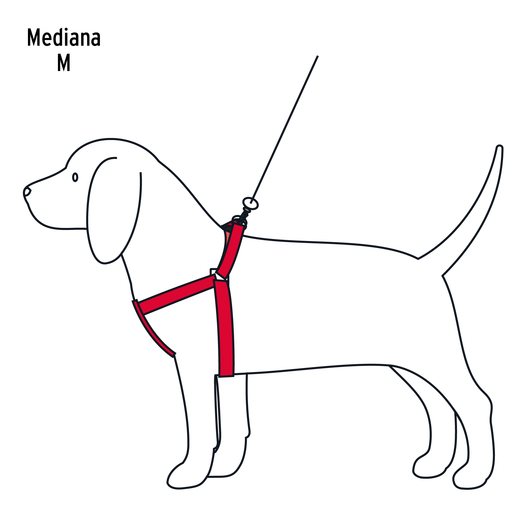 Correa con pechera para perro, 1.5 cm ancho, FIERO - Imagen 5
